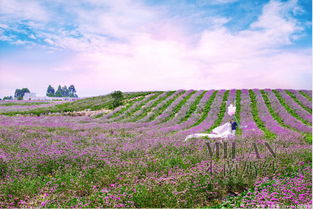 蔚藍花海門票多少