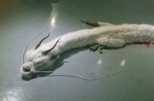 蛟龍是什么動物