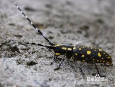 被天牛咬了怎么辦