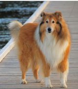 超大型犬哪些適合家養