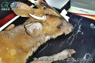 麂子的角是什么樣子的，有什么來歷（可以掛門口辟邪）