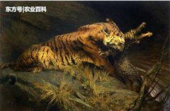 鱷魚最怕的五種動物，能上排名都是英雄（還怕黃顏色）