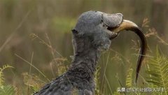 鯨頭鸛為什么拔毛送人,喜歡跟人鞠躬討好人類(鱷魚的天敵)