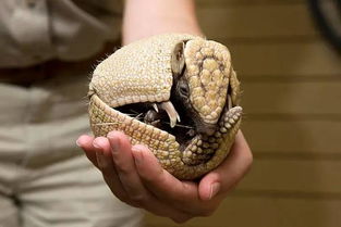 穿山甲和犰狳的區別，是失散多年的兄弟，為什么有麻風病