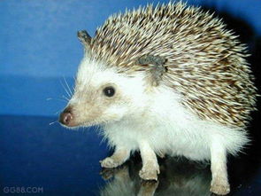 刺猬為什么不能隨便養，家里養刺猬影響財運不吉利(迷信說法）