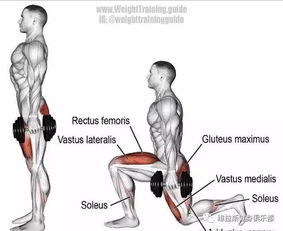 一頭肌是在什么部位，位置在二頭肌的下面部分