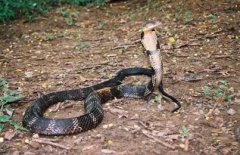 眼鏡王蛇和眼鏡蛇的區別，誰更毒(前者毒液量大)