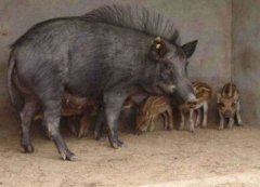 防毒面具是根據什么動物發明的,是受到野豬嘴的啟發