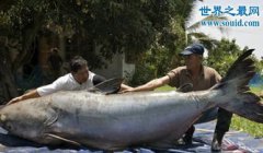 15米巨型哲羅鮭,能夠?qū)⒑咃嬎鸟R匹拉下水