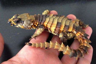 史上最像龍的動物,長了一副像龍一樣兇悍的樣貌