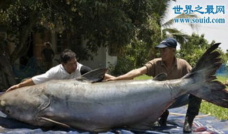 15米巨型哲羅鮭,能夠將湖邊飲水的馬匹拉下水