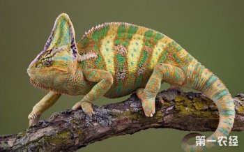 變色龍為什么會(huì)變色,既能躲避危險(xiǎn)還可以起到交流的作用