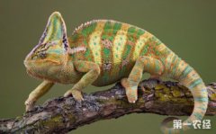 變色龍為什么會變色,既能躲避危險還可以起到交流的作用