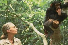 排名前10最通人性的動物，大象也名列動物智商排名前10名