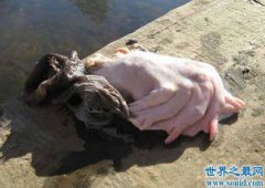 廣東水庫抓到一只女鬼，身體半人半猴十分可怕