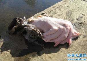 廣東水庫抓到一只女鬼,身體半人半猴十分可怕