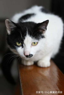 為什么別養土貓，土貓養不熟建議不要養