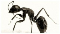 真正的二維生物是什么，為什么說螞蟻就是二維生物