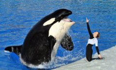 虎鯨對(duì)人類迷之友好原因是，虎鯨下意識(shí)的會(huì)保護(hù)人類