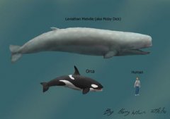 虎鯨故意擱淺親近人怎么回事,虎鯨和人類的關系怎么樣