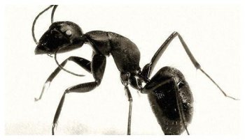 真正的二維生物是什么，為什么說螞蟻就是二維生物