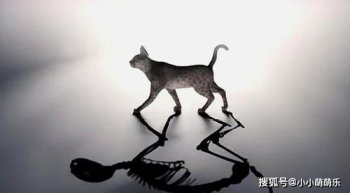 薛定諤的貓比喻什么，通俗的解釋就是半死半活的貓