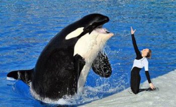 虎鯨對人類迷之友好原因是,虎鯨下意識的會保護人類