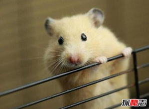 金絲熊壽命一般只有三五年,壽命不長但繁殖率卻很高