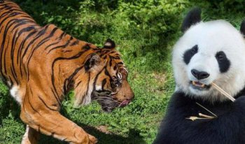 食鐵獸復(fù)原圖揭秘 ,古代人將大熊貓喊成食鐵獸