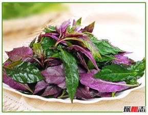 血皮菜到底有毒沒，血皮菜被認為有致癌的風險