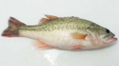 什么魚好吃不貴刺又少,鱸魚只有一根主刺基本沒有小刺