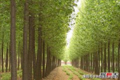 什么樹長得快又值錢,有哪些樹木可以栽二三年就能賣