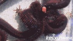 博比特蟲有毒嗎,它能通過神經元結構分泌出特殊毒素