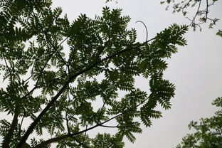 什么樹長得快又值錢，有哪些樹木可以栽二三年就能賣