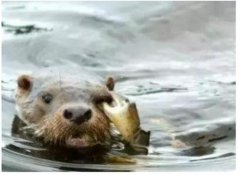 水獺為什么會拖人下水