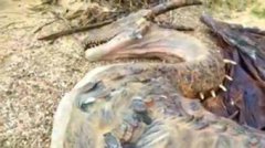 中國真的有龍存在嗎，東北掉下一條真龍世嚇了村民一跳