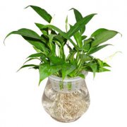 一帆風順花怎么養