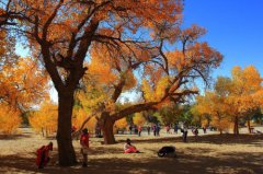 胡楊林在什么地方