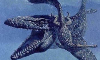 什么生物可以打過滄龍，滄龍是海洋十大霸主排名第一名