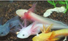 六角恐龍魚可以深水嗎