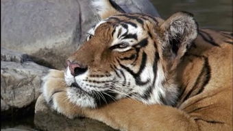 東北亞巨虎和無鬃獅的區別，滅絕原因是人類造成的