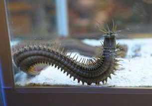 博比特蟲的天敵是什么,一種可以在海中捕食魚類的蟲子