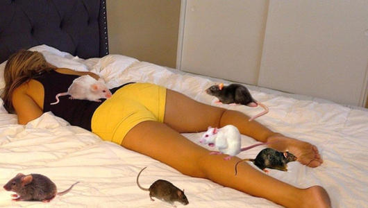 臥室有老鼠睡覺安全嗎，極不安全（因為老鼠到處亂跑）