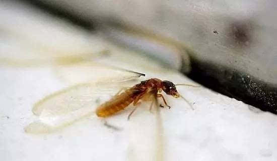 大水蟻有毒嗎，可以使用一些對應的藥物進行驅趕