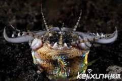 博比特蟲的天敵是什么，一種可以在海中捕食魚類的蟲子