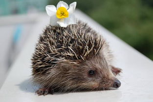 晚上看見刺猬是兇是吉，象征著招財進寶的良好寓意