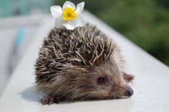 晚上看見刺猬是兇是吉，象征著招財進寶的良好寓意