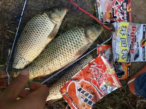 谷雨前后如何野釣鯽魚