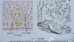 左手背胎記有什么寓意