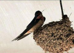 燕子在家死了寓意什么